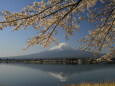 逆さ富士に満開の桜