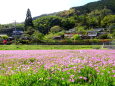 レンゲの花が咲いている山里