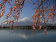 富士山にしだれ桜