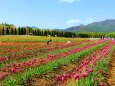 山中湖花の都公園