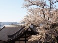 清水寺の桜