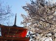 清水寺の桜