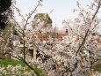 郡山城の桜