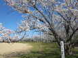 春です！桜です 満開です 2024年