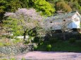 春の岩国吉香公園