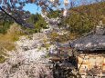 清水寺の桜