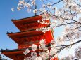 清水寺の桜