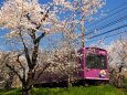 御室の桜と嵐電