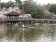 浮見堂の桜