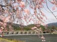 嵐山のしだれ桜