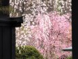 角館武家屋敷の桜