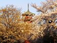 池上本門寺の桜