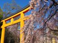 平野神社のしだれ桜