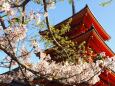 清水寺の桜