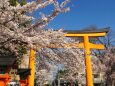 平野神社の桜