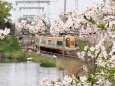 郡山城の桜と近鉄特急