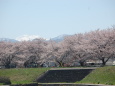 春です！桜です 2024年