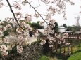 郡山城の桜