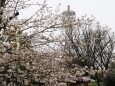 郡山城址公園の桜