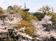 金戒光明寺の桜