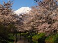 忍野村の桜と富士山