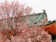 平安神宮の左近の桜