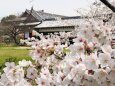 郡山城の桜