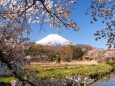 忍野村の桜と富士山