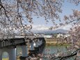 白石川堤の桜
