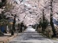 唐丹町本郷の桜