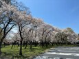 豊公園の桜並木