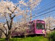 御室の桜と嵐電