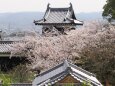 郡山城の桜