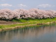 白石川堤の桜