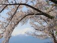 河口湖の桜と富士山