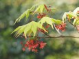 モモジの花