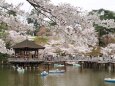 浮見堂の桜