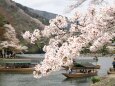 嵐山の桜