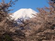 忍野村の桜と富士山