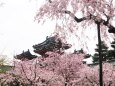 平安神宮のしだれ桜