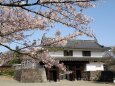 白石城の桜