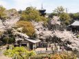 金戒光明寺の桜