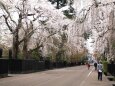 角館武家屋敷通りの桜