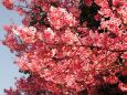 平野神社の桜