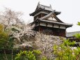 郡山城の桜