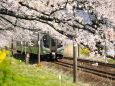 東北本線と桜