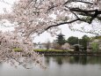 奈良公園の桜