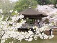 浮見堂の桜