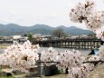 嵐山の桜