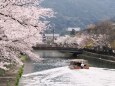 岡崎疏水の桜と十石舟